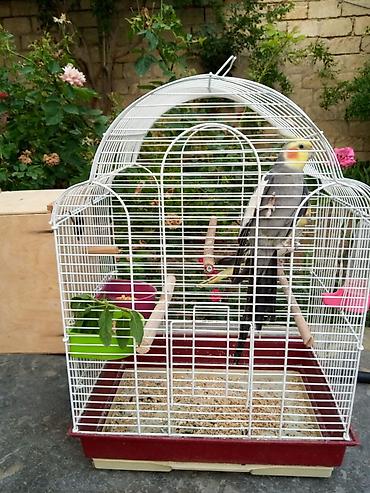 Yuvalar: Korella qəfəs yuva munasib qiymete -da lalafo.az — 14 Yuvalar: Korella qəfəs yuva munasib qiymete — 14