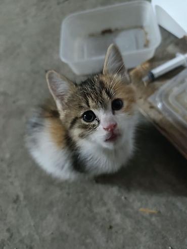 Продажа кошек: Два очаровательных котёнка🌸 Ищем заботливых хозяев для котят. Вчера в — 3