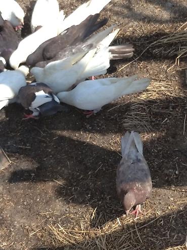 göyərçin şəkli: Salam Göyərçinlər Kom satılır,tək tək fərqli olacaq qiyməti. Yarisi — 10