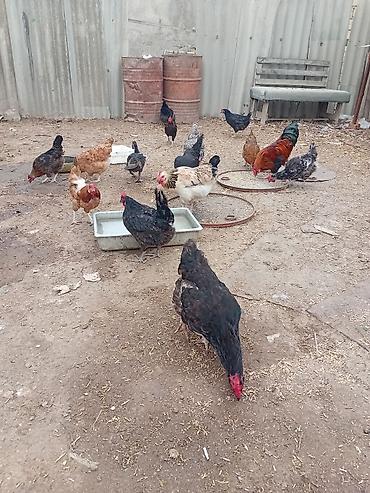 çöl ördeği: Toyuq, Yumurtalıq — 2