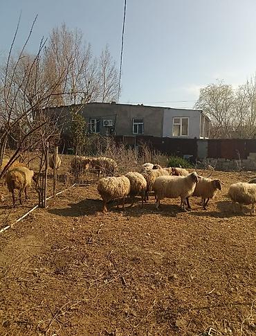 Digər kənd təsərrüfatı heyvanları: Digər kənd təsərrüfatı heyvanları — 15