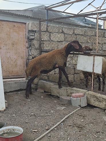 Quzu: Salam saglam arpa yonca yeyen heyvandı qala quzusudu real alıcılar — 2