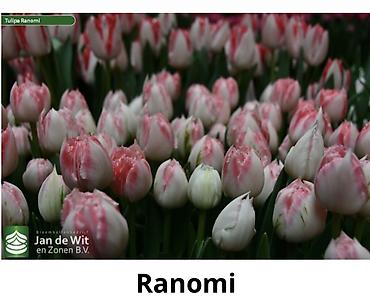 Букеты из живых цветов: Тюльпаны От 130сом за шт Чем больше шт тем больше скидка at lalafo.kg — 8 Букеты из живых цветов: Тюльпаны От 130сом за шт Чем больше шт тем больше скидка — 8