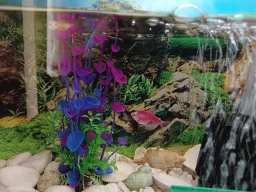 Akvariumlar: Tam komplekt akvarium seti - Şüşə akvarium, üst qapaqlı - Daxili — 2