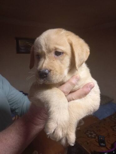 Psi: Labrador štenci na prodaju u žutoj i crnoj boji, oba pola u ponudi na lalafo.rs — 8 Psi: Labrador štenci na prodaju u žutoj i crnoj boji, oba pola u ponudi — 8