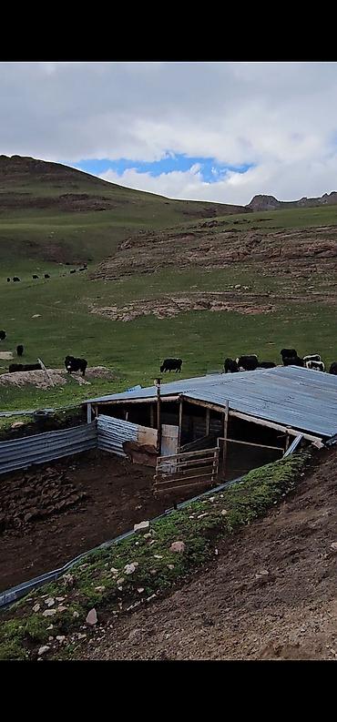 Продажа времянок: Сары джаз өрөнүндө эчкили-таш аймагында сарай, кашар сатылат — 2