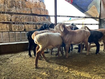 Бараны, овцы: Продаю | Баран (самец), Овца (самка) | На забой — 4