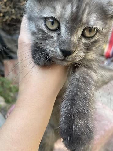 канарейка мазайка: Кошка даром: Балинезийская, 2 месяца, Мальчик — 3