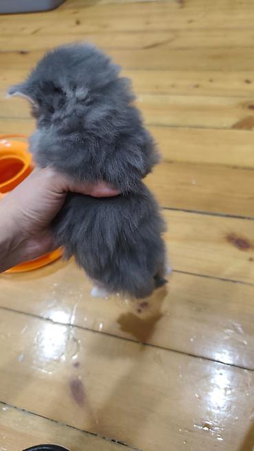 Pişiklər: Yaxşı əllərə — 5