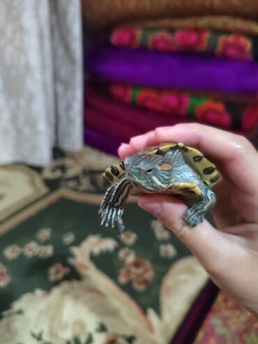 Аквариумы: Продаю 3 черепашек. 🐢🐢🐢 в подарок фильтр, лампа УФ, ЕДИНСТВЕННОЕ нужен