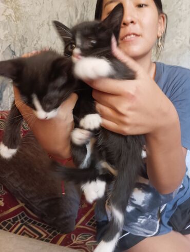 найдена кошка: Кошка даром: Беспородная, 2 месяца, Девочка