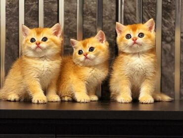 отдам даром породистых котят: Британская короткошёрстная, 1 месяц, Мальчик, Золотая шиншилла, Приучена к лотку, Проглистована