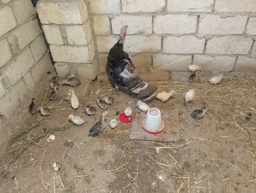 cuceye verilen adlar: 21 bala 20 günlük