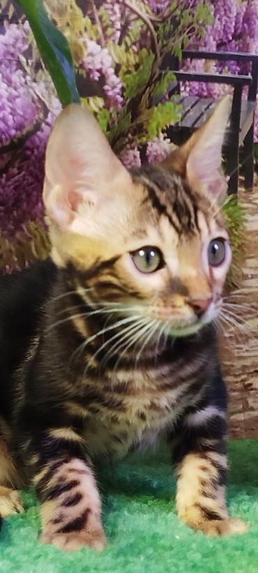 Продажа кошек: Бенгальская, 2 месяца, Мальчик, Черный, Приучена к лотку, Проглистована, С документами — 27