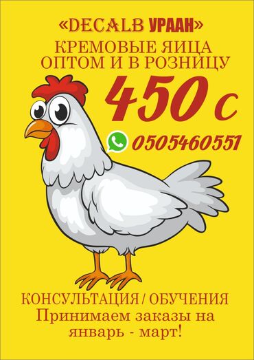 куры цена: Куры несушек на заказ тоок клеткалар сатылат ватсап куры несушки