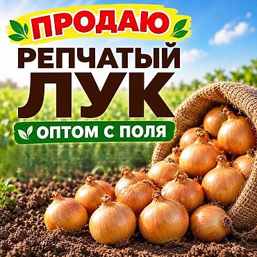 Жашылчалар: Пияз Дүң, Өзү алып кетүү, Акылуу жеткирүү — 1