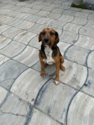 zvanok it: Бигль, 2 года, Самец