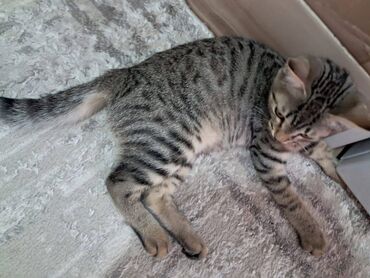 отдам даром породистых котят: 4 айлык, Эркек, Лотокко барууга үйрөтүлгөн