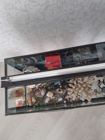 Akvariumlar: Hərşeyi var. qızdırıcı . filter . qraduz . və.s. hündürü 26sm. eni — 10
