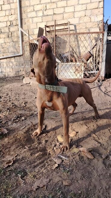 İtlər: Pitbul, 1 il, Erkek, Sənədli, Pulsuz çatdırılma — 3