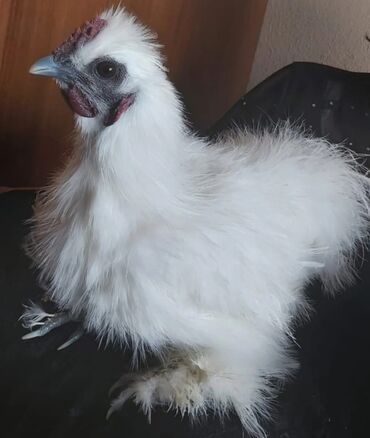 Inəklər, öküzlər: Toyuq, Damazlıq