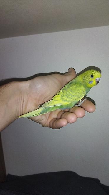 Tutuquşları: Il — 6