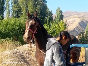 животные домашние: Продаю | Кобыла (самка) | Полукровка | Для разведения, Рабочий, Конный спорт | Племенные