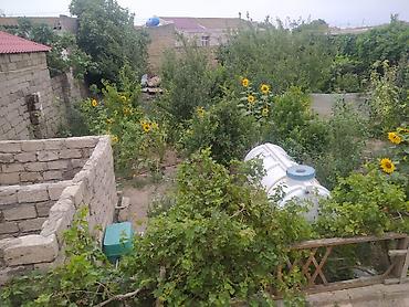 usda aleti: Məhsul: Meyvə və tərəvəzli fərdi bağ sahəsi Təsvir: - Yaşıl və sərin — 6