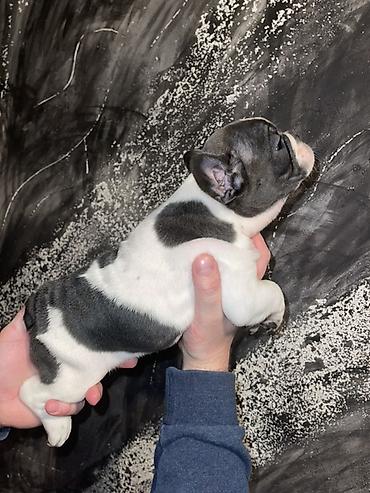 Psi: Francuski buldog štenci – merle i bele šare, plave oči - Rasa — 10