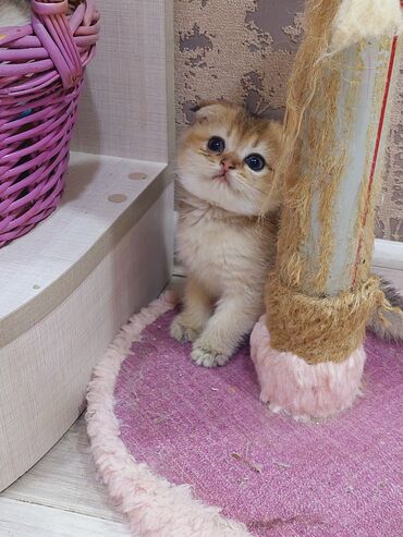 щенки ротвейлера бишкек: Şotland, Erkək, Dişi, Yaxşı əllərə, Ünvandan götürmə