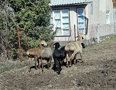 Баран, овца: Продаю | Баран (самец) | Арашан | Для разведения — 3