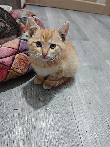 2 месяца, Мальчик, Приучена к лотку, Проглистована, С прививками at lalafo.kg 2 месяца, Мальчик, Приучена к лотку, Проглистована, С прививками