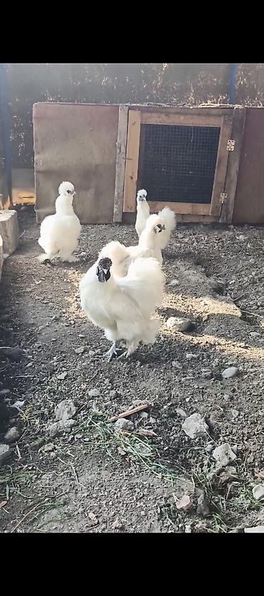 Toyuqlar: Ponpon yumurtası satılır Super çıxış verir 2.50 real alıcıya endirim — 4