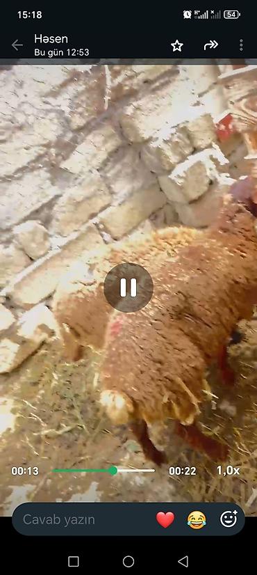 qafqaz coban itləri: Quzu 2 de erkəydi ünvan lokbatan - Cins: ehtimalən yerli yağlı — 1