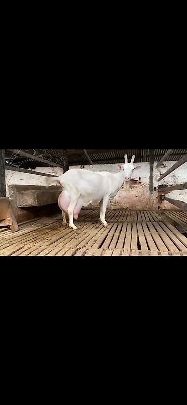 Keçilər, çəpişlər: Süd keçisi – ağ rəngli, uzun buynuzlu - Yüksək süd verimi üçün — 1