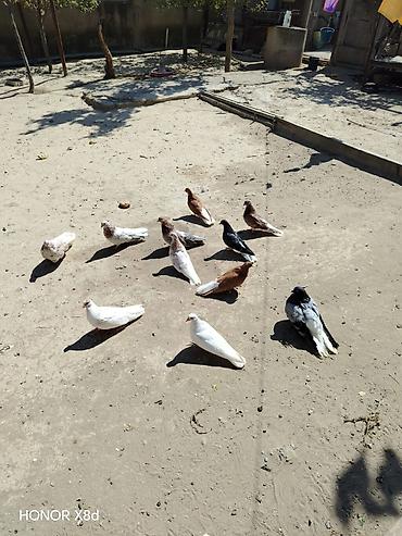 göyərçin satışı: Ebreş ag quyruqlar esenlerden qiymet birine aiddir 11 dene küt satilir — 1