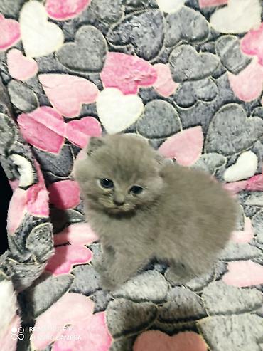 Pişiklər: Şotland yastı qulaq, Erkək, Dişi, Ünvandan götürmə — 3