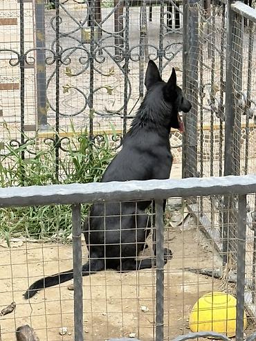 atın balası: Belçika çoban iti, 5 ay, Peyvəndli, Pulsuz çatdırılma — 4