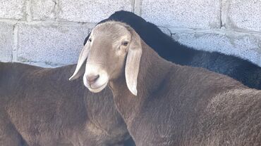 показы 1 354 72 договорная кошка даром британская короткошёрстная 1 год мальчик метис 2 позвонить написать: Сатам | Кочкор (эркек) | Көбөйтүү үчүн | Асыл тукумдуу