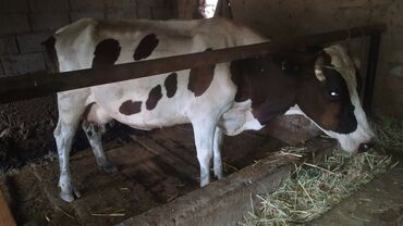 коровы талас: Продаю | Корова (самка) | Для молока