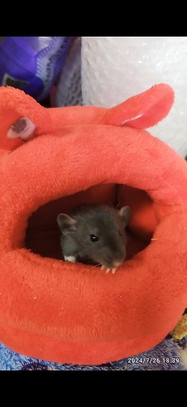 Крысы: Привет друзья !! У нас родились красивые крысята.Друзья в питомнике - — 18