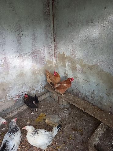 Toyuq, Yumurtalıq lalafo.az -da Toyuq, Yumurtalıq