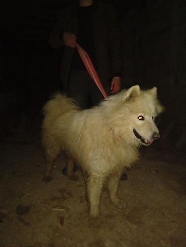 pomeran itler: Samoyed, 11 ay, Erkək — 1