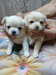купить рабочую охотничью собаку: Бронируются щенки Чихуа хуа, возраст три недели Описание: - Порода
