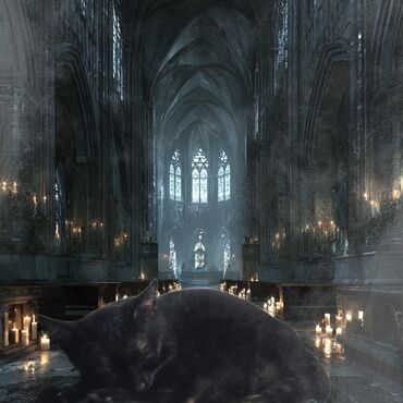 отдам собаку в добрые руки: Мышык бекер берилет: Бомбей, 4 айлык, Эркек, Курттардан тазаланган