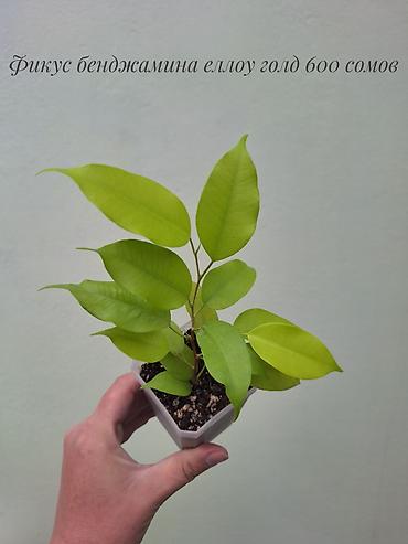 Бөлмө өсүмдүктөрү: 🌿 Фикусы разных сортов в продаже. Названия сортов и цены указаны на — 8