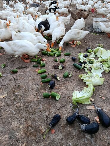 Digər quşlar: Satılır: PEKIN-KUBAN sortu ördəklər ✅ Sağlam, təmiz və tez inkişaf -da lalafo.az — 3 Digər quşlar: Satılır: PEKIN-KUBAN sortu ördəklər ✅ Sağlam, təmiz və tez inkişaf — 3