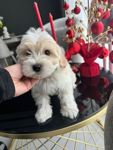 щенята в добрые руки: Malta bolonka, 2 ay, Erkek