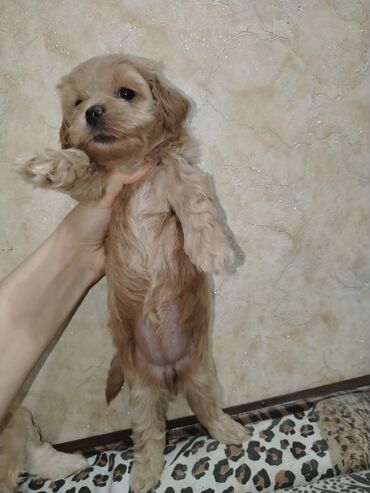 İtlər: Mini və mikro maltepoo cinsli balalar rəngləri 2 qırmızı(red) 1 — 6