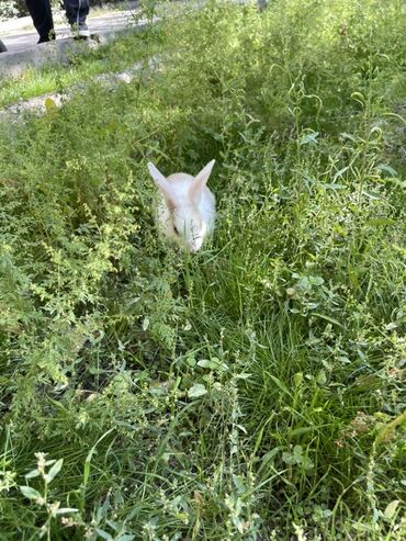 хомяк домашний купить: Мини-кролик (декоративный) белого окраса с бежевым пятнышком на